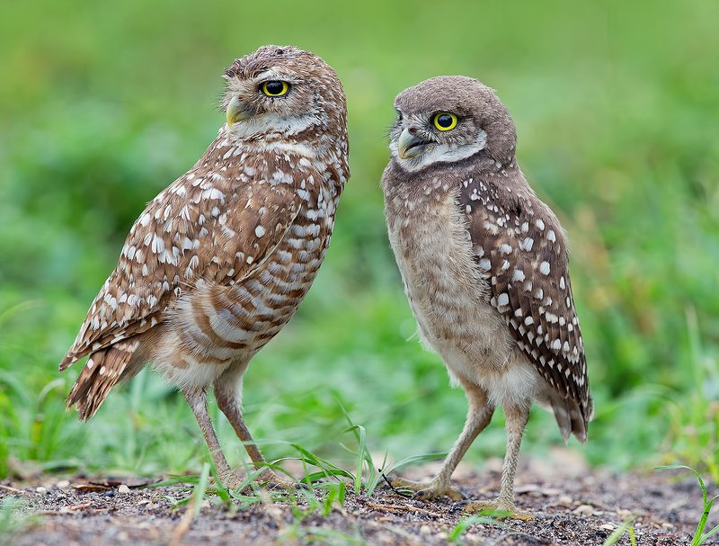 burrowing owl, florida, кроличий сыч, флорида, сыч, owl Сычики - Burrowing Owlsphoto preview