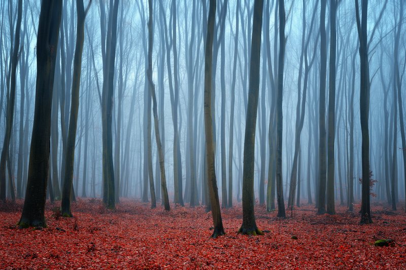 утро в буковом лесу beech forest mist foggy morning magic trees minimalism dranikowski nature деревья утро в буковом лесуphoto preview