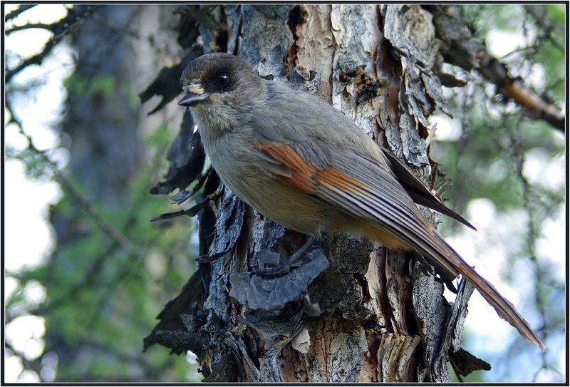 Кукшаphoto preview