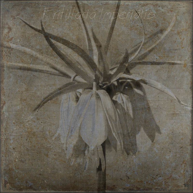 Рябчик императорский/Fritillaria imperialisphoto preview