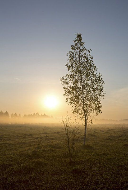 Утро в полеphoto preview