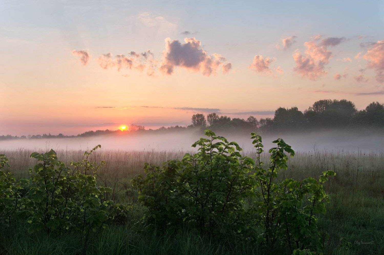 О майских соловьях. Автор: Олег Иванов май, весна, утро, рассвет, калининград, Олег Иванов