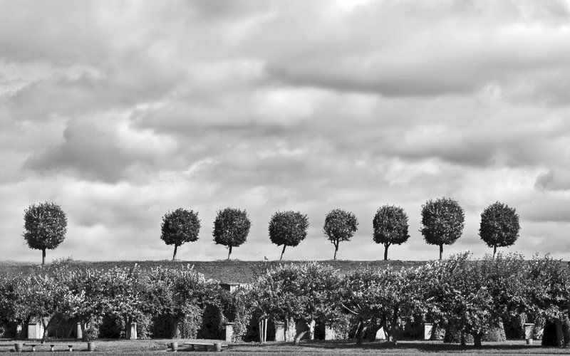 зарисовки с деревьямиphoto preview