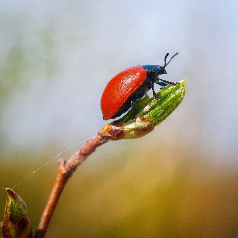 Little-Bееtlephoto preview