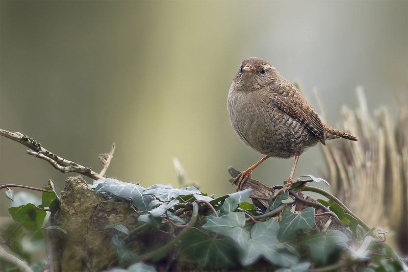 Kрапивник (Wren)photo preview