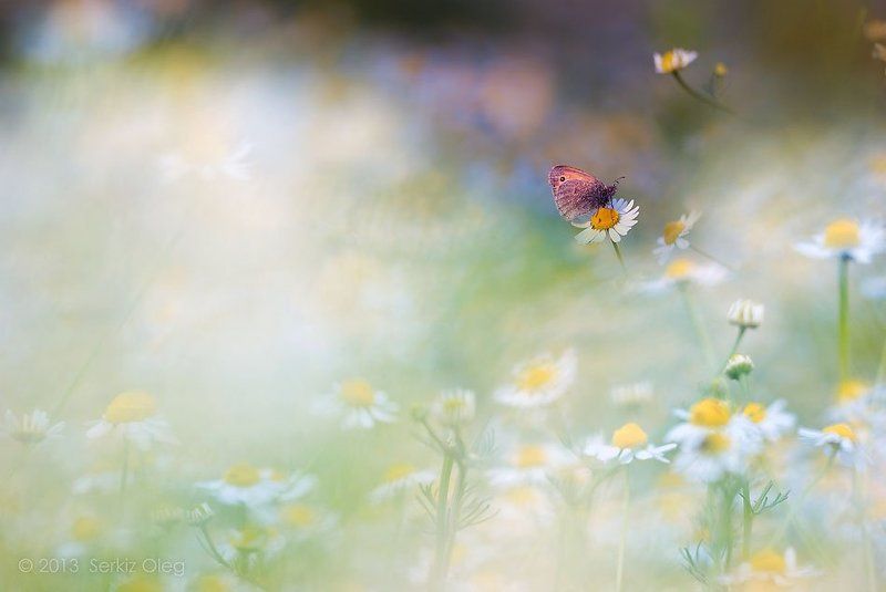 spring, feeling,dream, butterfly, art, macro, nature, flowers, олег серкиз Spring feelingphoto preview