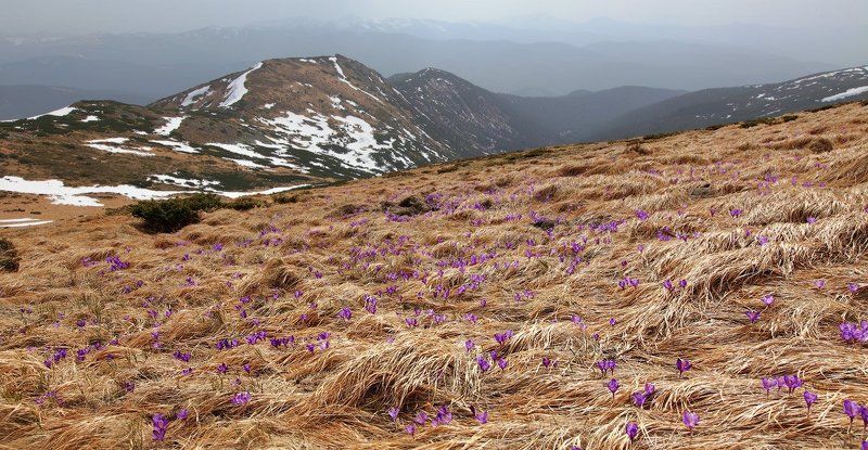 карпаты, крокусы, весна, горы photo preview