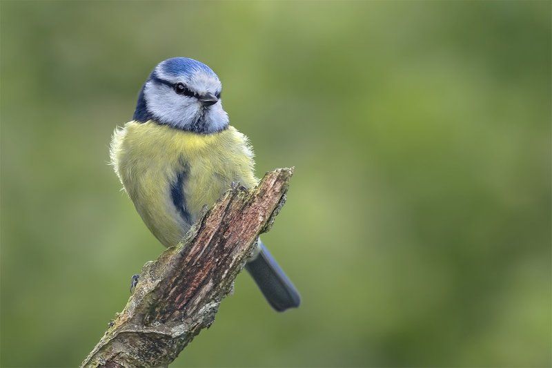 Обыкновенная лазоревка (BlueTit)photo preview