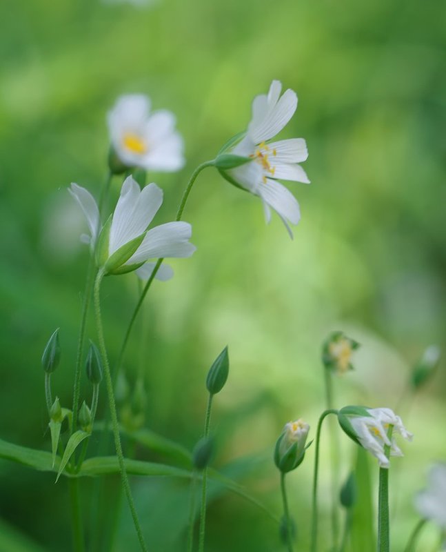 звездчатка ланцетовидная, stellaria holostea Звездчатка ланцетовиднаяphoto preview
