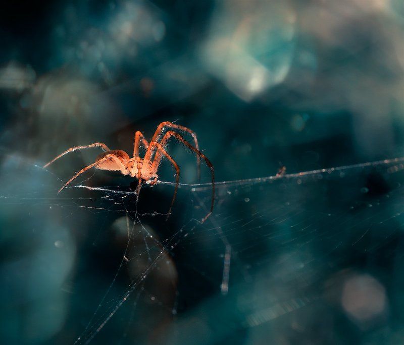 Mini cosmos.photo preview