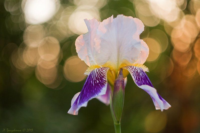 Улыбка Иридыphoto preview