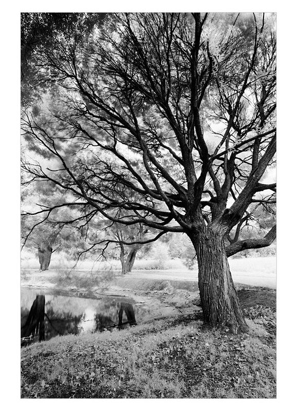 ива, , лето, , ик иваphoto preview