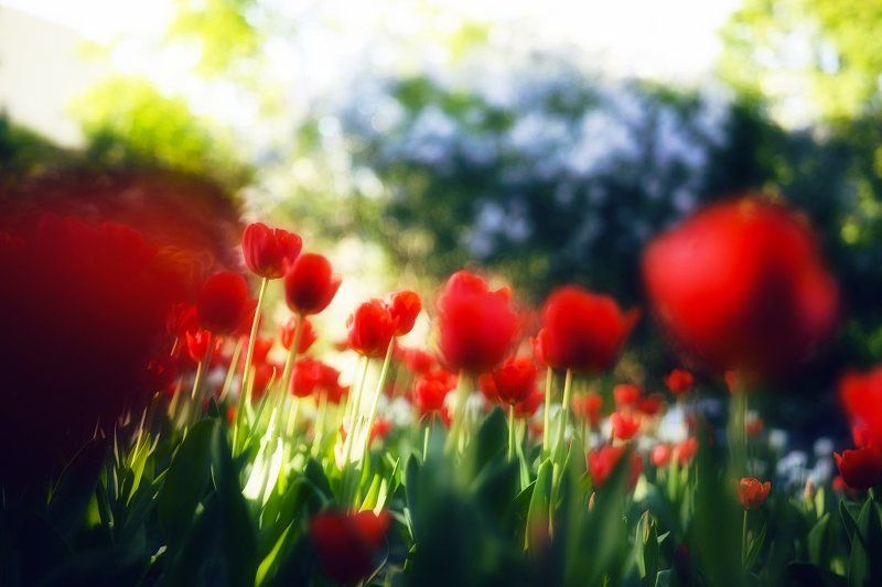 Краски Маяphoto preview