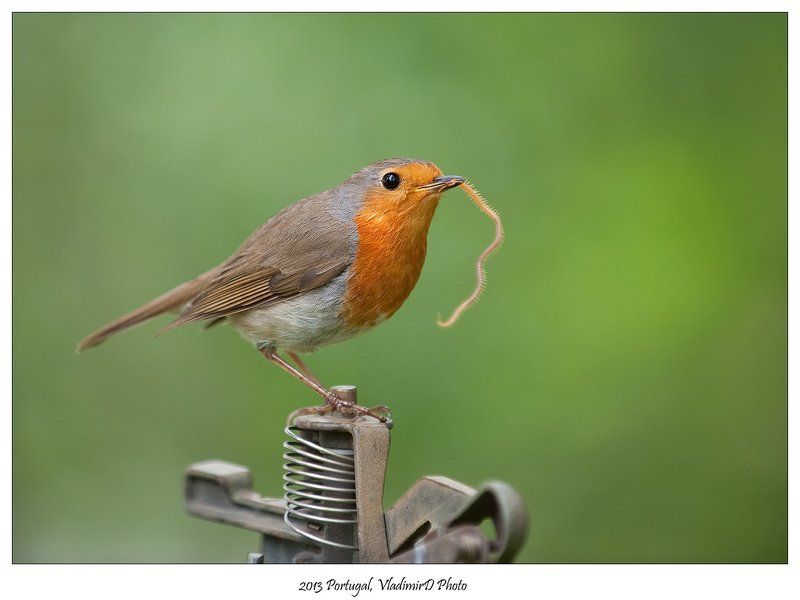А я сажаю алюминиевые огурцы..а-а...на брезентовом поле...photo preview