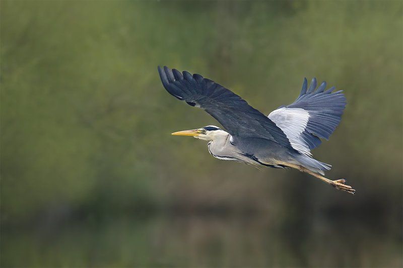 Серая цапля (Grey Heron)photo preview