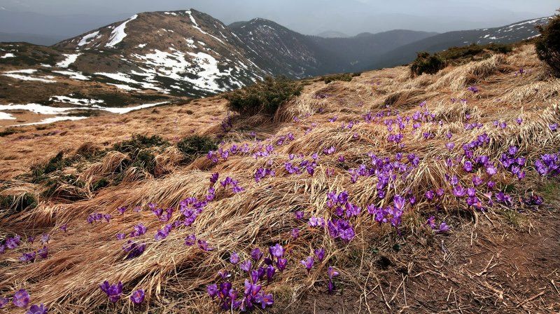 крокусы, карпаты, горы, весна Крокусы-чпокусыphoto preview