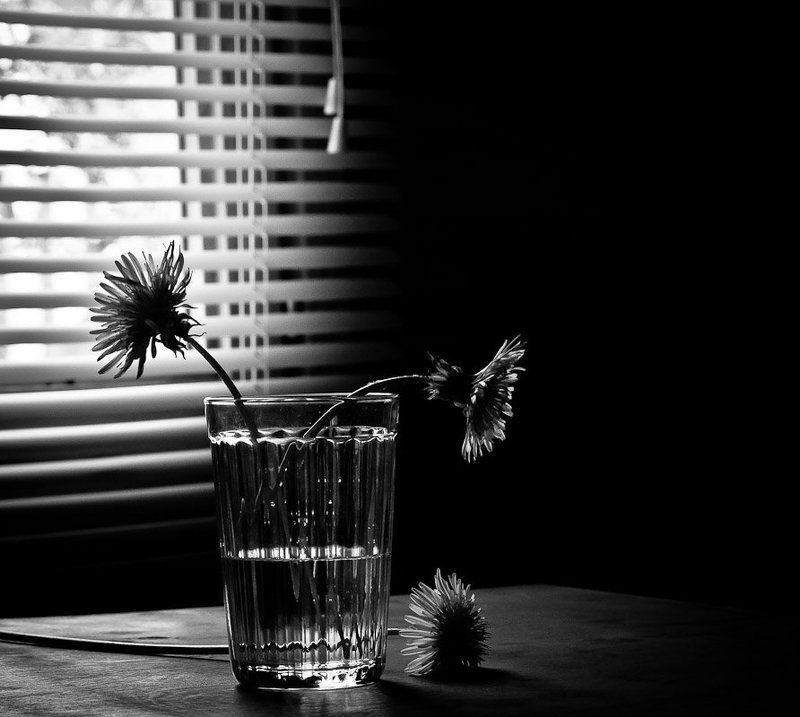 С одуванчикамиphoto preview