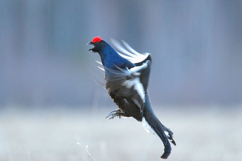 Заводилаphoto preview