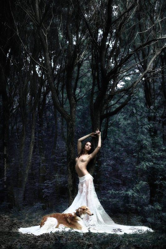 The enchanted forest фото превью