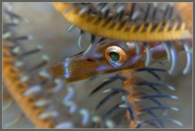 Ресницыphoto preview