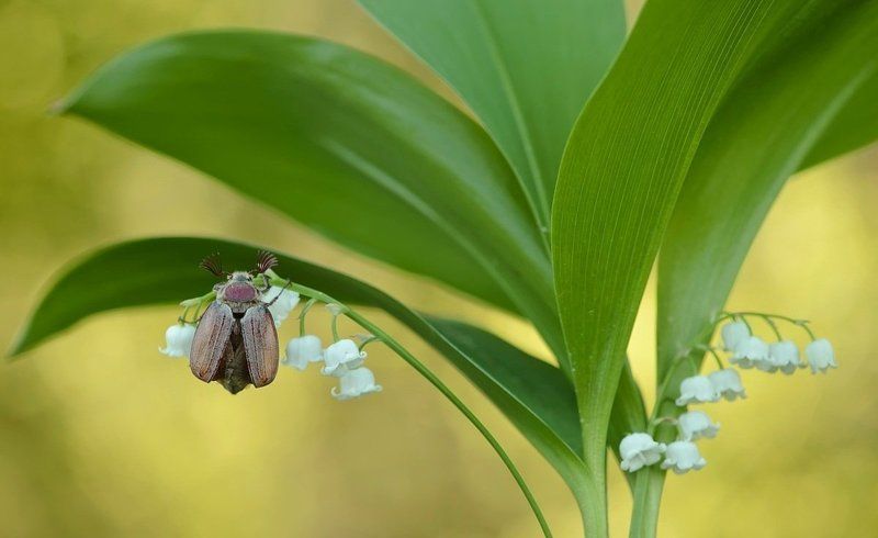 Здраствуй....Лето!photo preview