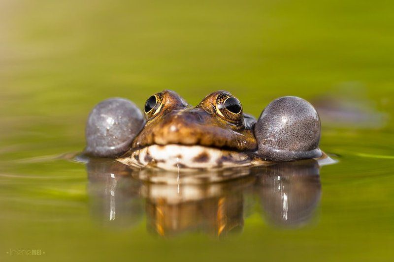 Лягушкиphoto preview