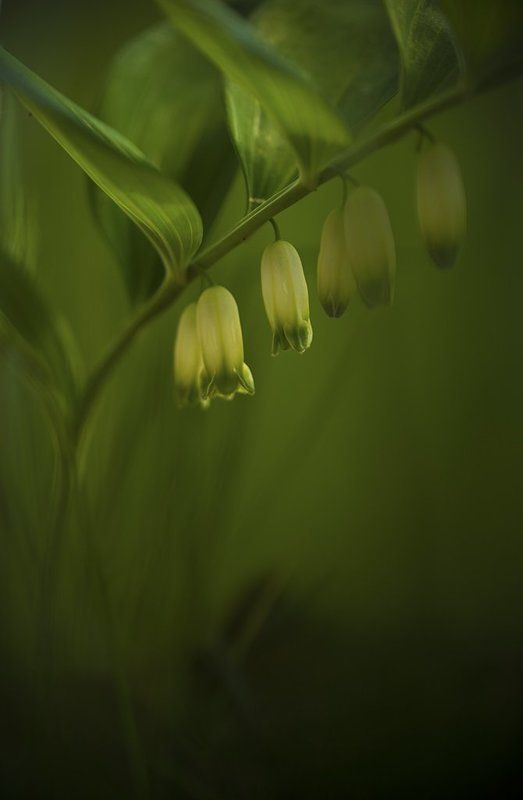 Кукушкины слезыphoto preview