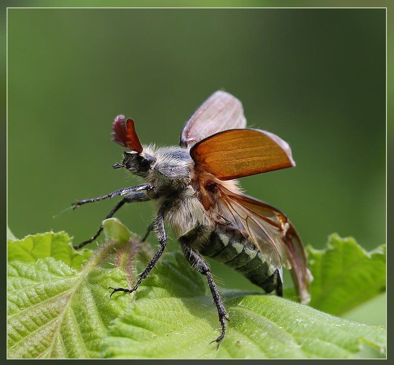 К полёту готов!..photo preview