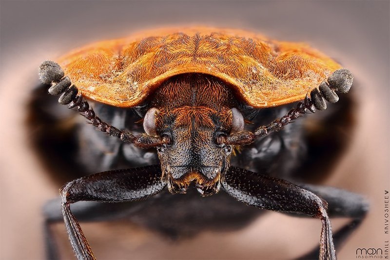 жук,мертвоед,красногрудый, макро,насекомые,оранжевый,черный Красногрудый  Thoracicumphoto preview