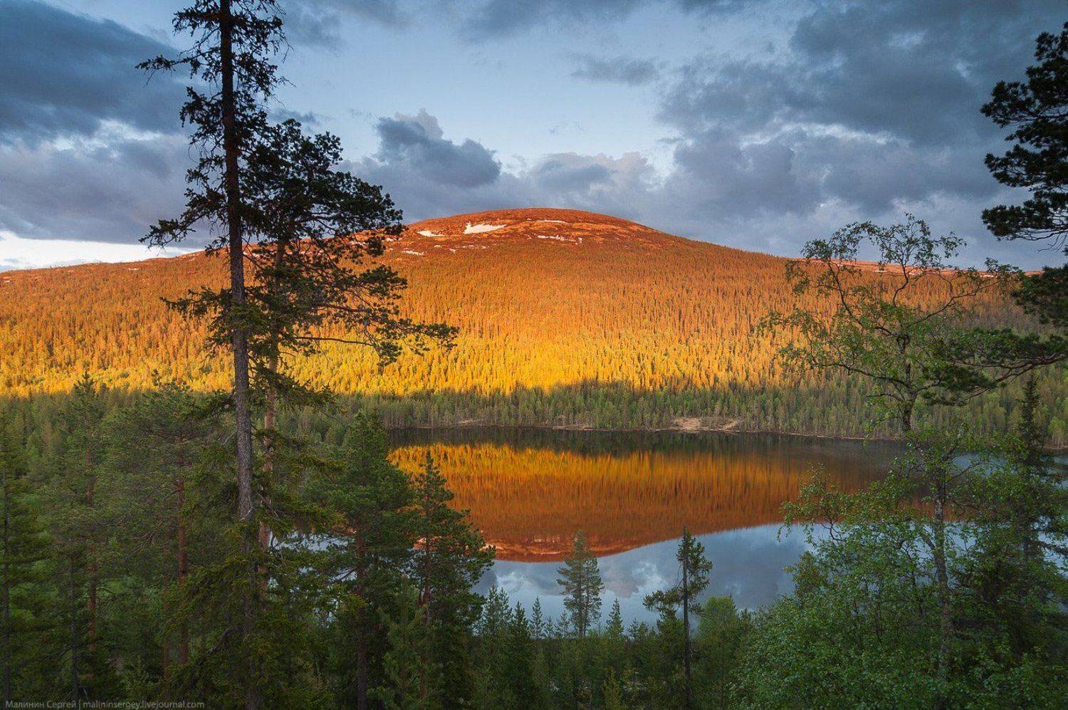 Солнечная ночь. Автор: Сергей Малинин кольский, озеро, полярный день, ночь, закат, сосны, заполярье, Сергей Малинин