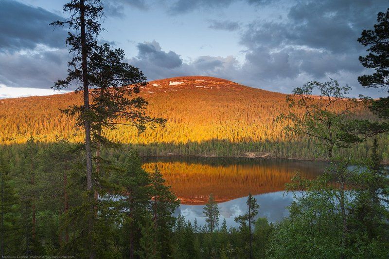 кольский, озеро, полярный день, ночь, закат, сосны, заполярье Солнечная ночьphoto preview