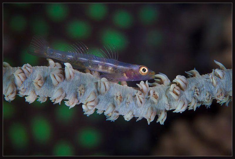 И куда мы так крадемся..photo preview