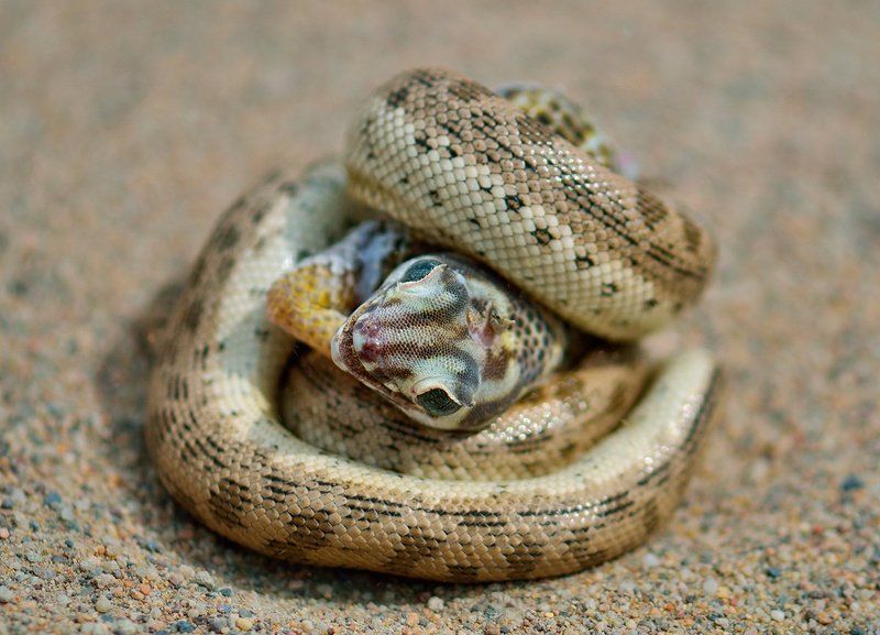 nikon, d7000, kazakhstan, казахстан, wildlife, snake, lizard, змея, ящерица, животные, фотоохота Недружеские объятияphoto preview