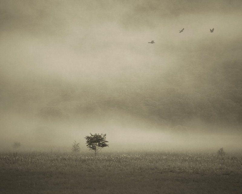 Монохром разный ( monochromus diversus )  :)))photo preview