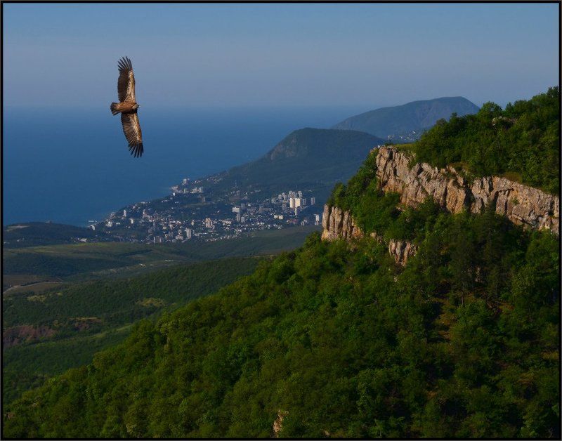 алушта, белоголовый сип, крым Майским утром фото превью