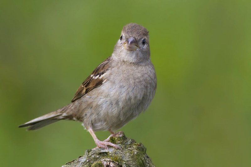 Домовый воробей (House sparrow)photo preview