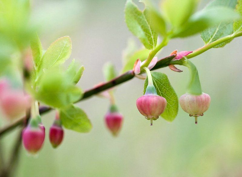 россия, карелия, природа, лес, растения, черника, ягоды, цветы, макро, russia, karelia, nature, forest, plants, blueberries, berries, flowers, macro Как цветет черникаphoto preview