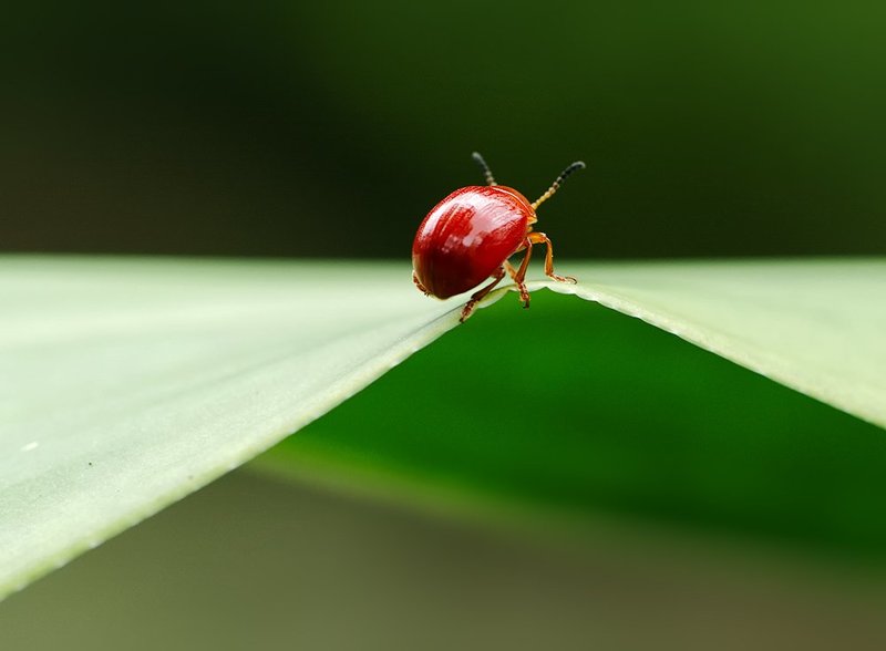 В горку - с горки...photo preview