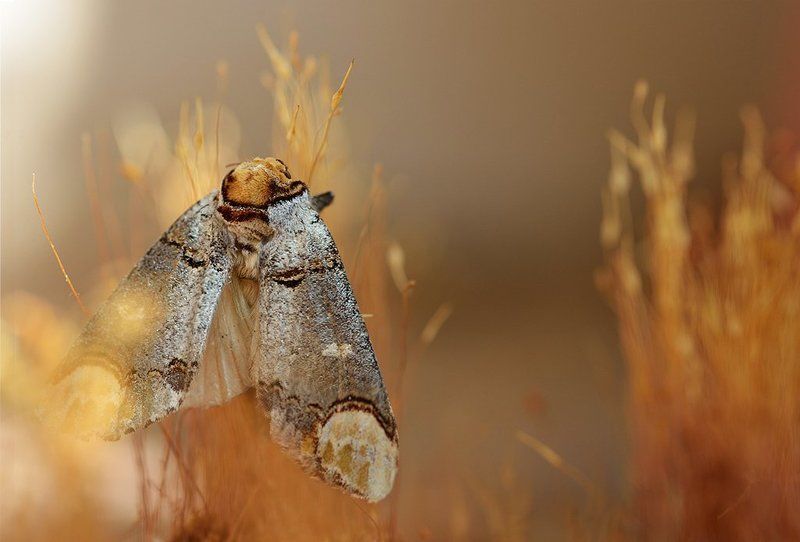 В сиянье золотомphoto preview
