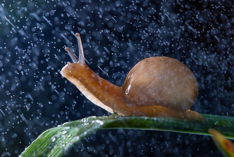 snails, anabiosis, rain, macro, art, love,  tenderness, microcosm , best, oleg serkiz, macrophotography, олег серкиз Live on Gliese 581 g ( Жизнь на Глизе 581g )photo preview
