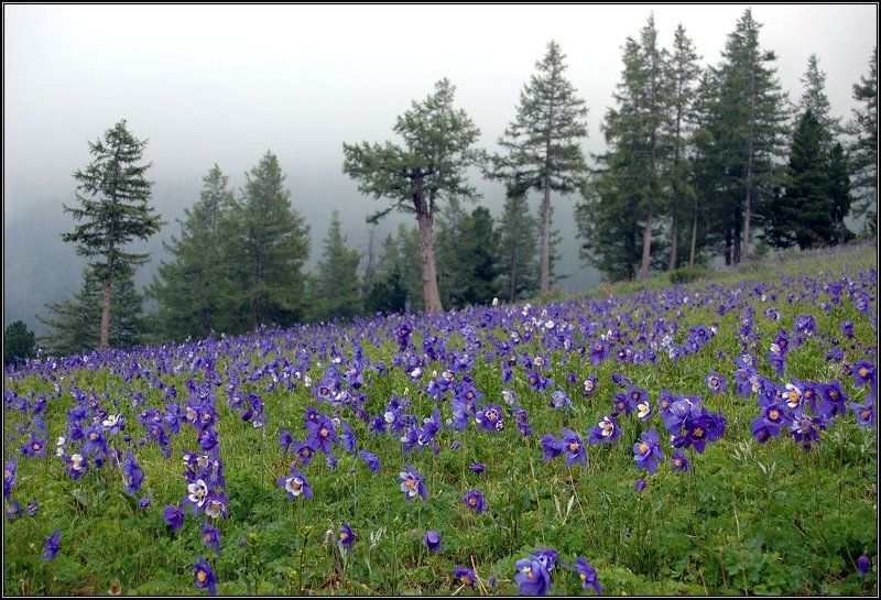 Аквилегии в туманеphoto preview