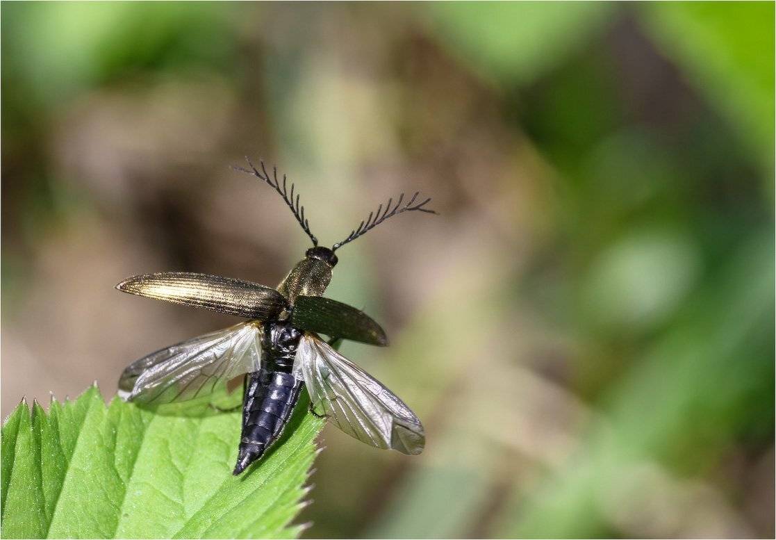 Щелкун гребнеусый (Ctenicera pectinicornis). От винта!. Автор: КарОл жук, щелкун., КарОл