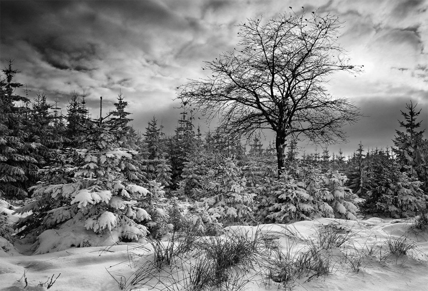 Winter in my country. Автор: Danny Vangenechten belgium, , winter, Danny Vangenechten