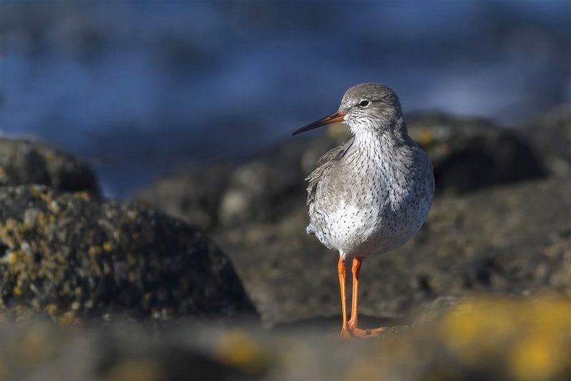 Kрасноножка (Redshank)photo preview