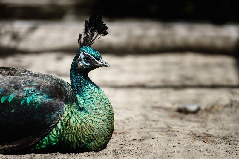 Павлинphoto preview