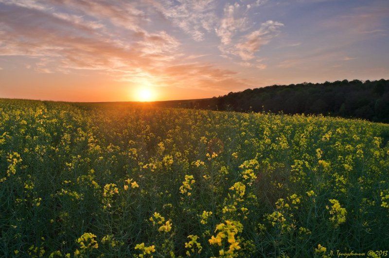 РАПСодияphoto preview