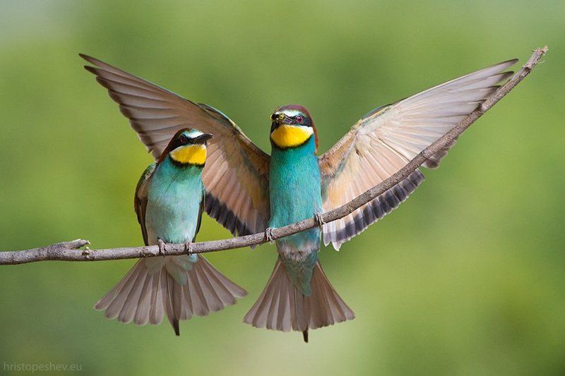 Apiaster, Merops, Щурка Золотистая щуркаphoto preview