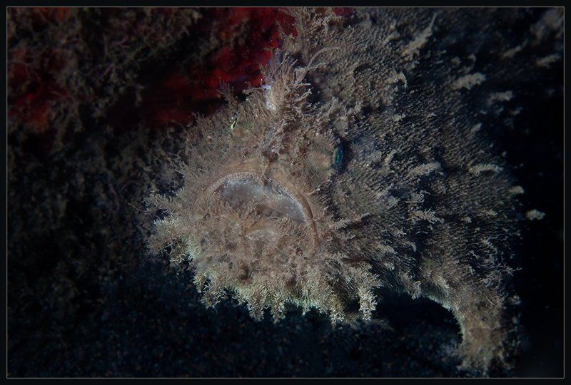 Чудища морскиеphoto preview