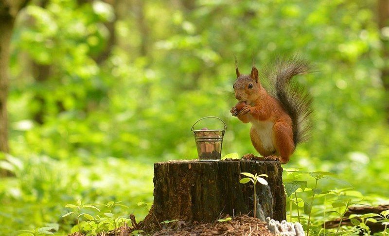 Белка и ведроphoto preview