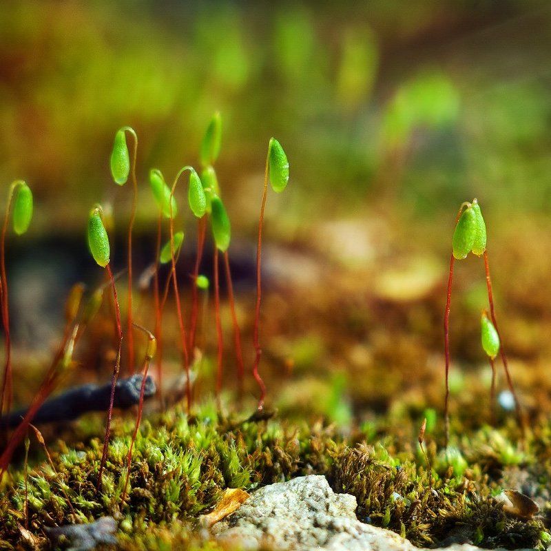 Outcastsphoto preview